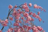 Cherry5411w.jpg