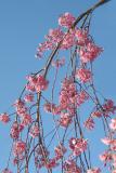 Cherry5417w.jpg