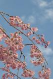 Cherry5442w.jpg