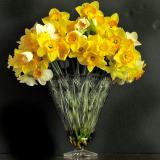 Daffodils5308w.jpg