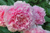PinkPeony6502w.jpg
