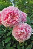 PinkPeony6503w.jpg
