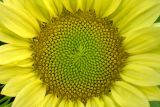 SunflowerFibonacci7466-w.jpg