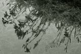ReflectionBW6829-w.jpg