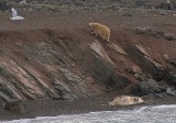 The Polar bear, The Liefdefjord 