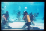 Dive Training at Wingate Institute 1974