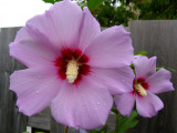 Plants like this hibiscus help beautify the grounds
