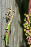 Praying Mantis