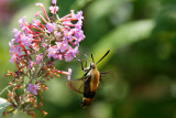 Snowberry Clearwing Moth is a small hummingbird moth