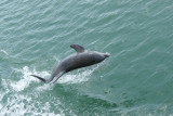 dolphin2.jpg