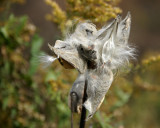 Last of the Milkweed