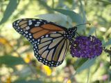 Monarch