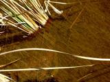 borrego springs 20