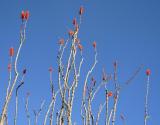ocotillo, borrego springs, 2006