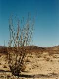 ocotillo, joshua tree, 2003