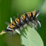 Milkweed Tussock Moth caterpillar