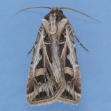 10670 Dingy Cutworm - Feltia jaculifera