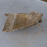 9496 Stalk Borer - Papaipema nebris
