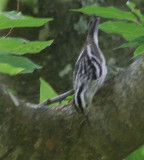 Black-and-white Warbler female