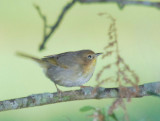 Common Yellowthroat female