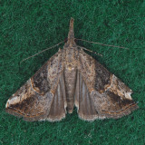 8457 Sooty Bomolocha – Hypena minualis