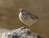 American Pipit