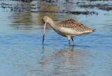 Marbled Godwit