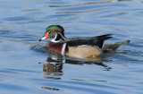 Wood Duck