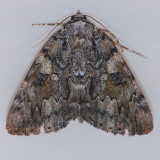 8794 Tearful Underwing - Catocala lacrymosa