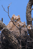 Great Horned Owl chicks