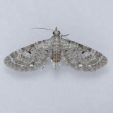 7474 Common Eupithecia - Ecliptopera miserulata