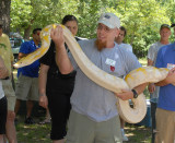 Snake  2009