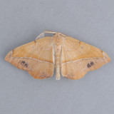 6974 Juniper Twig Geometer Moth - Patalene olyzonaria