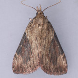 5625 Omphalocera cariosa