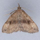 8363 Dark Phalaenostola – Phalaenostola eumelusalis