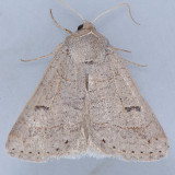 8591.1  Phoberia ingenua