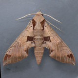7861 Achemon Sphinx Moth – Eumorpha achemon