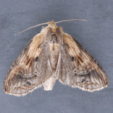 7957 Black-spotted Prominent - Dasylopha anguina
