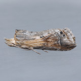 7957 Black-spotted Prominent - Dasylopha anguina