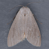 8238   Milkweed Tussock Moth - Euchaetes egle
