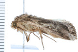 9671 Sweetpotato Armyworm   Spodoptera dolichos