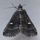 8366 Smoky Tetanolita - Tetanolita mynesalis