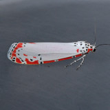  8105 Ornate Moth - Utetheisa ornatrix