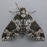 7778 Rustic Sphinx - Manduca rustica