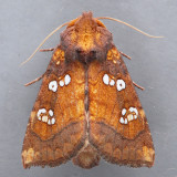 9485 Indigo Stem Borer – Papaipema baptisiae