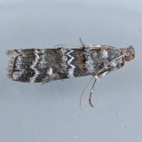 5853 Southern Pine Coneworm – Dioryctria amatella