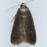 9647 Proxenus miranda