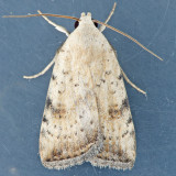 9644 Triplex Cutworm - Micrathetis triplex