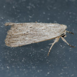 10033  Fine-lined Sallow - Catabena lineolata