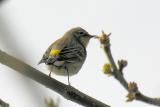 Yellow-rumped Warbler at residence on Point Loma -->>